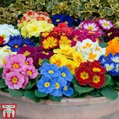 Primrose 'Alaska Improved Mixed' -Garden Glory Sales PRIM T10222 C