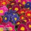 Primrose 'Eclipse Mixed' 1 Primrose 'Eclipse Mixed' -Garden Glory Sales PRIM ECLIPSEMI1