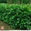 Prunus Laurocerasus 'Rotundifolia' 2 Prunus Laurocerasus 'Rotundifolia' -Garden Glory Sales PRUN T57540 A