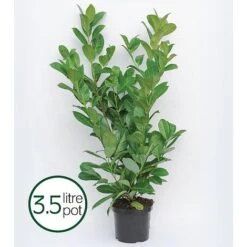 Prunus Laurocerasus 'Rotundifolia' -Garden Glory Sales PRUN T57540 B h