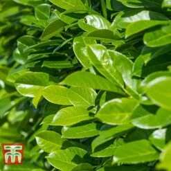 Prunus Laurocerasus 'Rotundifolia' -Garden Glory Sales PRUN T57540 C
