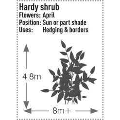 Prunus Laurocerasus 'Rotundifolia' -Garden Glory Sales PRUN T57540 C h