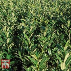 Prunus Laurocerasus 'Rotundifolia' -Garden Glory Sales PRUN T57540 D