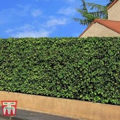 Prunus Laurocerasus 'Rotundifolia' -Garden Glory Sales PRUN T57540 E