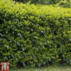 Prunus Laurocerasus 'Etna' -Garden Glory Sales PRUN T58250 B