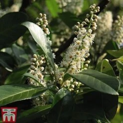 Prunus Laurocerasus 'Etna' -Garden Glory Sales PRUN T58250 C