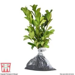 Prunus Laurocerasus 'Etna' -Garden Glory Sales PRUN T58250 D