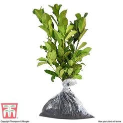 Prunus Laurocerasus 'Otto Luyken' -Garden Glory Sales PRUN T66414 C