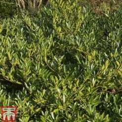Prunus Laurocerasus 'Otto Luyken' -Garden Glory Sales PRUN T66414 D