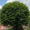 Prunus Lusitanica -Garden Glory Sales PRUN T66415T A