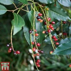 Prunus Lusitanica -Garden Glory Sales PRUN T66415T C