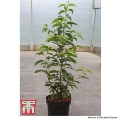 Prunus Lusitanica -Garden Glory Sales PRUN T66415T D