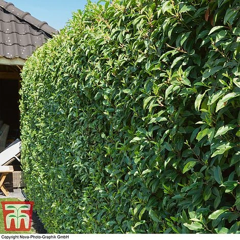 Prunus Lusitanica 'Angustifolia' 3 Prunus Lusitanica 'Angustifolia'