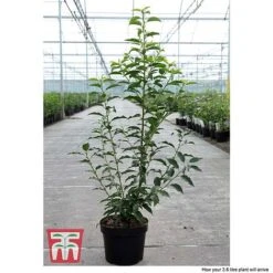 Prunus Lusitanica 'Angustifolia' 6 Prunus Lusitanica 'Angustifolia' -Garden Glory Sales PRUN T66416 C1