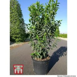 Prunus Lusitanica 'Angustifolia' 7 Prunus Lusitanica 'Angustifolia' -Garden Glory Sales PRUN T66416 D1