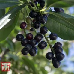 Prunus Laurocerasus 'Novita' -Garden Glory Sales PRUN T68172 B