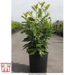Prunus Laurocerasus 'Novita' -Garden Glory Sales PRUN T68172 C1