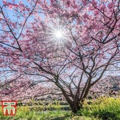 Prunus 'Accolade' -Garden Glory Sales PRUN TKA0809 B