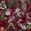 Prunus X Cistena -Garden Glory Sales PRUN TKA3390 A1