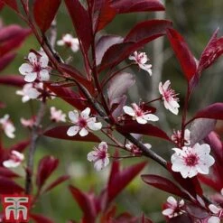 Prunus X Cistena -Garden Glory Sales PRUN TKA3390 B