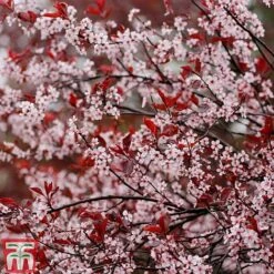 Prunus X Cistena -Garden Glory Sales PRUN TKA3390 D