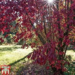 Prunus X Cistena -Garden Glory Sales PRUN TKA3390 E