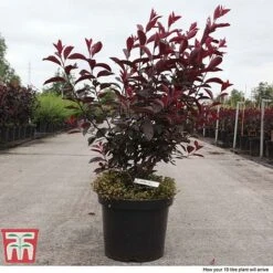 Prunus X Cistena -Garden Glory Sales PRUN TKA3390 F