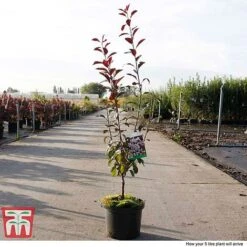 Prunus X Cistena -Garden Glory Sales PRUN TKA3390 G