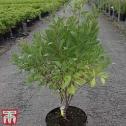 Prunus Tenella 'Fire Hill' 7 Prunus Tenella 'Fire Hill' -Garden Glory Sales PRUN TKA3410 A