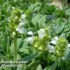 Prunella Grandiflora 'White' -Garden Glory Sales PRUN GRADWHITE S45013