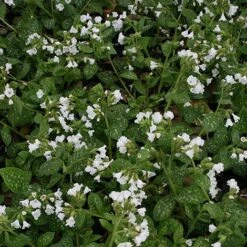 Pulmonaria 'Sissinghurst White'