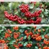 Pyracantha Collection 1 Pyracantha Collection -Garden Glory Sales PYRA T82787P A