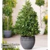 Bay 'Pyramid' -Garden Glory Sales PYRA BAYTREE U43520