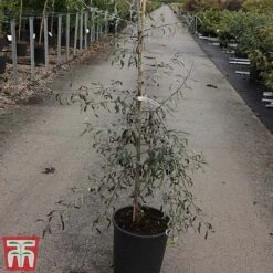 Pyrus Salicifolia 'Pendula' -Garden Glory Sales PYRU TKA3414 A