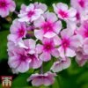 Phlox Paniculata 'Bright Eyes' -Garden Glory Sales Phlox bright