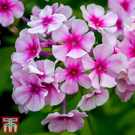 Phlox Paniculata 'Bright Eyes' 3 Phlox Paniculata 'Bright Eyes'