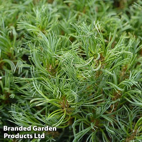 Pinus Strobus 'Tiny Kurls' 4 Pinus Strobus 'Tiny Kurls' - Image 2