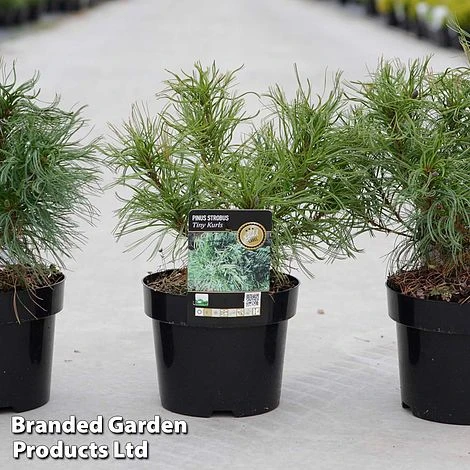 Pinus Strobus 'Tiny Kurls' 3 Pinus Strobus 'Tiny Kurls'