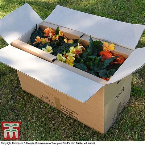 Sherbet Lemon 7 Sherbet Lemon - Image 5