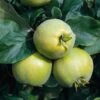 Quince 'Vranja' -Garden Glory Sales QUIN CWW3405 A h