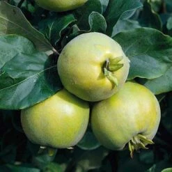 Quince 'Vranja'