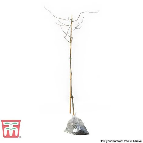 Quince 'Vranja' 3 Quince 'Vranja' - Image 2