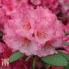 Rhododendron 'Wine And Roses' -Garden Glory Sales RHOD 79756 A