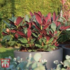 Rhododendron 'Wine And Roses' -Garden Glory Sales RHOD 79756 D