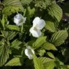 Rhodotypos Scandens 2 Rhodotypos Scandens -Garden Glory Sales RHOD T63565 A h