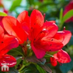 Rhododendron 'Ardeur' -Garden Glory Sales RHOD T66421 C