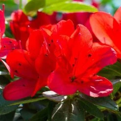 Rhododendron 'Ardeur' -Garden Glory Sales RHOD T66421 NOW1