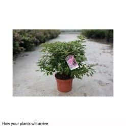 Rhododendron 'Madame AD. Van Hecke' (Azalea Group) -Garden Glory Sales RHOD T66424 A h