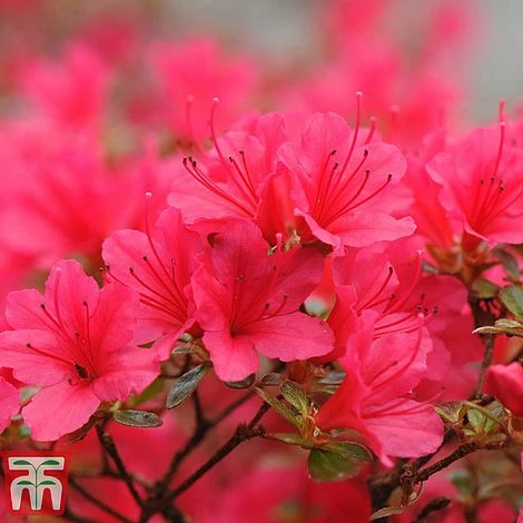 Rhododendron 'Madame Galle' 3 Rhododendron 'Madame Galle'