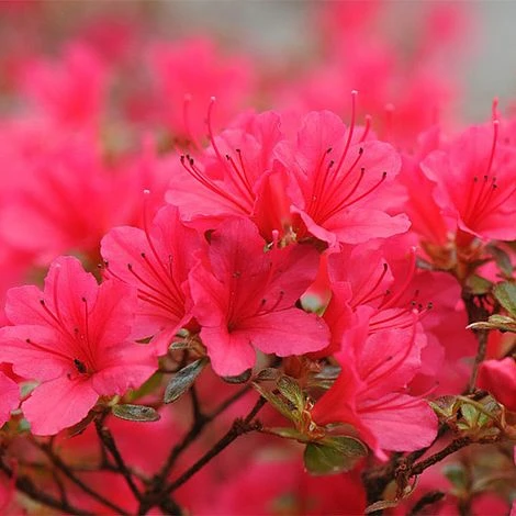Rhododendron 'Madame Galle' 4 Rhododendron 'Madame Galle' - Image 2